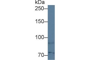 Western Blotting (WB) image for anti-Transporter 1, ATP-Binding Cassette, Sub-Family B (MDR/TAP) (TAP1) (AA 525-808) antibody (ABIN1871341)
