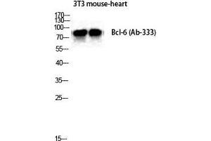 Western Blot (WB) analysis of Mouse Heart NIH-3T3 cells using Bcl-6 Polyclonal Antibody. (BCL6 Antikörper  (Ser1778))