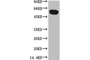 Western blot analysis of Zebrafish skeletal muscle, diluted at 1:5000. (TUBB1 Antikörper)