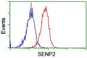 Image no. 12 for anti-SUMO1/sentrin/SMT3 Specific Peptidase 2 (SENP2) (AA 139-523) antibody (ABIN1490925) (SENP2 Antikörper  (AA 139-523))