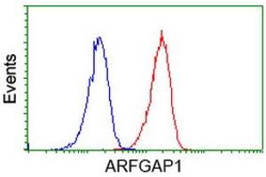 Image no. 3 for anti-ADP-Ribosylation Factor GTPase Activating Protein 1 (ARFGAP1) antibody (ABIN1496682) (ARFGAP1 Antikörper)