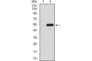 Western blot analysis using KLF6 mAb against HEK293 (1) and KLF6 (AA: 71-283)-hIgGFc transfected HEK293 (2) cell lysate.