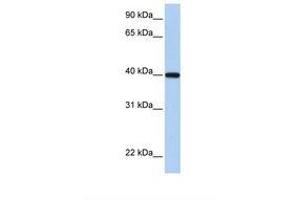 Image no. 1 for anti-Retinol Dehydrogenase 11 (All-Trans/9-Cis/11-Cis) (RDH11) (C-Term) antibody (ABIN6738449) (RDH11 Antikörper  (C-Term))