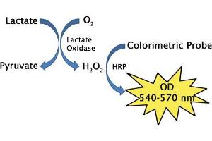 Image no. 1 for Lactate Assay Kit (Colorimetric) (ABIN5067557)