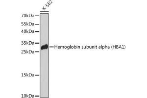 Western blot analysis of extracts of K-562 cells, using Hemoglobin subunit alpha (Hemoglobin subunit alpha (HB)) antibody (4551) at 1:3000 dilution. (HBA1 Antikörper  (AA 1-100))