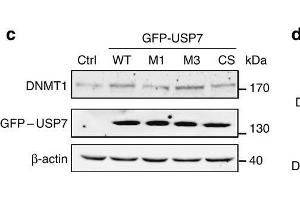 USP7-DNMT1 interaction is required for USP7-mediated stabilization of DNMT1. (DNMT1 Antikörper  (AA 1-270))