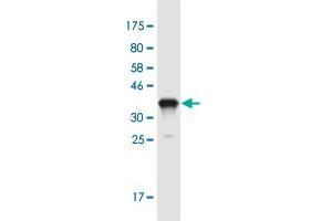 Western Blot detection against Immunogen (37. (Interleukin 17a Antikörper  (AA 24-133))