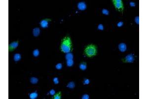 Anti-ILVBL mouse monoclonal antibody (ABIN2454703) immunofluorescent staining of COS7 cells transiently transfected by pCMV6-ENTRY ILVBL (RC203987). (ILVBL Antikörper)
