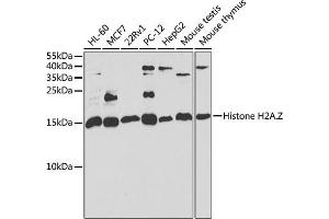 Western blot analysis of extracts of various cell lines, using H2AFZ antibody (ABIN6132046, ABIN6141573, ABIN6141575 and ABIN6222303) at 1:1000 dilution. (Histone H2A Antikörper  (AA 1-128))