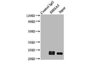 Immunoprecipitating SHISA5 in HepG2 whole cell lysate Lane 1: Rabbit control IgG (1 μg) instead of ABIN7166112 in HepG2 whole cell lysate. (SHISA5 Antikörper  (AA 56-137))