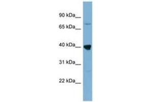 Image no. 1 for anti-WD Repeat Domain 55 (WDR55) (AA 179-228) antibody (ABIN6742102) (WDR55 Antikörper  (AA 179-228))