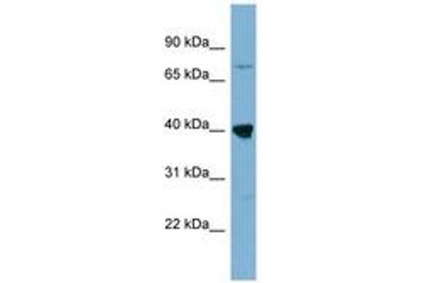 WDR55 antibody  (AA 179-228)