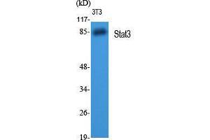 Western Blot (WB) analysis of 3T3 cells using Stat3 Polyclonal Antibody. (STAT3 Antikörper  (Tyr1229))