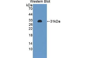 Figure. (PRKAB2 Antikörper  (AA 17-260))
