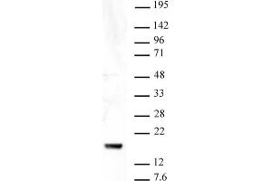 Histone H3 trimethyl Lys9 antibody tested by Western blot. (Histone 3 Antikörper  (H3K9me3))