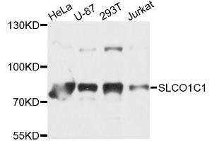 Western blot analysis of extracts of various cell lines, using SLCO1C1 antibody (ABIN5996224) at 1/1000 dilution. (SLCO1C1 Antikörper)
