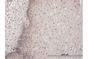 Immunostaining (ISt) image for anti-Core-binding Factor, Runt Domain, alpha Subunit 2, Translocated To, 3 (CBFA2T3) (AA 1-615) antibody (ABIN514063)
