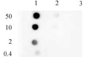 Histone H3 monomethyl Lys9 mAb tested by dot blot analysis.