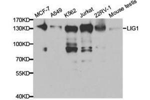Western Blotting (WB) image for anti-Ligase I, DNA, ATP-Dependent (LIG1) antibody (ABIN1873545) (LIG1 Antikörper)