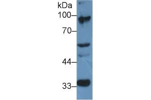 Western Blot; Sample: Mouse Cerebrum lysate; Primary Ab: 2µg/ml Rabbit Anti-Rat ELOA Antibody Second Ab: 0.