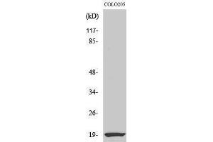 Western Blotting (WB) image for anti-Nuclear Cap Binding Protein Subunit 2 (NCBP2) (N-Term) antibody (ABIN3174213) (NCBP2 Antikörper  (N-Term))