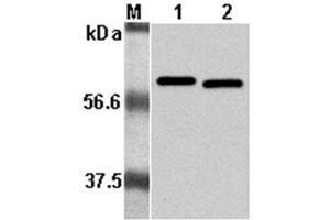 Western Blot analysis using anti-Listeria monocytogenes, mAb (P6017)  at 1:5000 dilution. (Listeria Monocytogenes, P60 Antikörper)