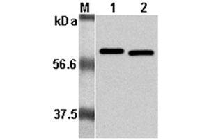 Western Blot analysis using anti-Listeria monocytogenes, mAb (P6017)  at 1:5000 dilution. (Listeria Monocytogenes, P60 Antikörper)