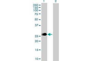 Western Blot analysis of FADD expression in transfected 293T cell line by FADD MaxPab polyclonal antibody.