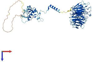 CDC40 Protein (AA 1-579) (His tag)