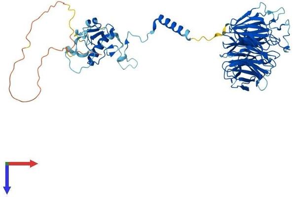 CDC40 Protein (AA 1-579) (His tag)