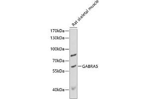 Western blot analysis of extracts of rat skeletal muscle, using G antibody (ABIN6131681, ABIN6140909, ABIN6140911 and ABIN6218179) at 1:1000 dilution. (GABRA5 Antikörper  (AA 32-259))