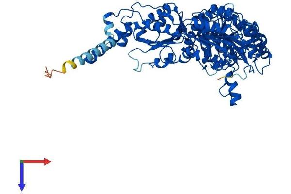 ILVBL Protein (AA 1-632) (His tag)