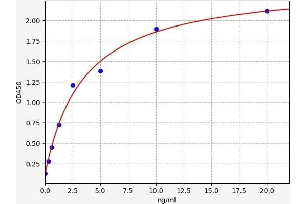 PYGM ELISA Kit