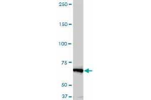 Western Blotting (WB) image for anti-NIMA (Never In Mitosis Gene A)-Related Kinase 11 (NEK11) (AA 1-483) antibody (ABIN599307) (NEK11 Antikörper  (AA 1-483))