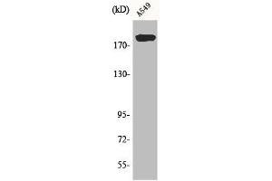 Western Blot analysis of A549 cells using BIG2 Polyclonal Antibody (ARFGEF2 Antikörper  (C-Term))