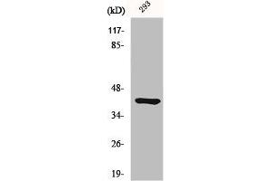 Western Blot analysis of 293 cells using Ethanolamine kinase 2 Polyclonal Antibody (Ethanolamine Kinase 2 Antikörper  (Internal Region))