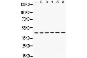 Western Blotting (WB) image for anti-ARC (AA 332-366), (C-Term) antibody (ABIN3043525) (ARC (AA 332-366), (C-Term) Antikörper)