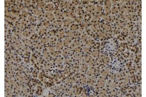 ABIN6279282 at 1/100 staining Mouse kidney tissue by IHC-P. (CDR1 Antikörper  (N-Term))