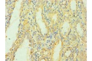 Immunohistochemistry of paraffin-embedded human kidney tissue using ABIN7159700 at dilution of 1:100