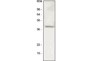 Western blot analysis A549 (lung carcinoma) cell lysate was resolved by SDS-PAGE, transferred to PVDF membrane and probed with anti-human LYVE-1 antibody (1:500). (LYVE1 Antikörper  (AA 25-235))