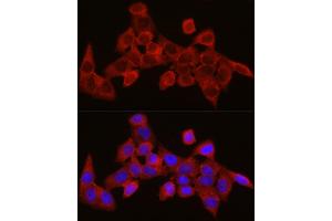 Immunofluorescence analysis of HeLa cells using SEC61 Rabbit pAb (1614) at dilution of 1:350 (40x lens). (SEC61A1 Antikörper  (AA 310-420))