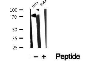 Western blot analysis of extracts of HeLa cells, using NUFIP1 antibody. (NUFIP1 Antikörper  (Internal Region))