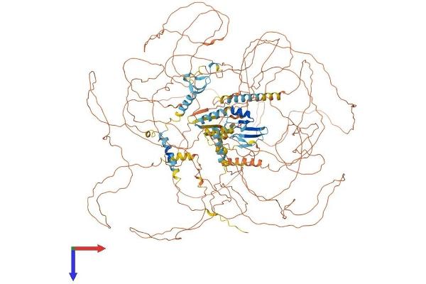MBD5 Protein (AA 1-1494) (His tag)