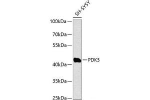Western blot analysis of extracts of SH-SY5Y cells using PDK3 Polyclonal Antibody at dilution of 1:1000. (PDK3 Antikörper)