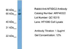 WB Suggested Anti-NT5DC2  Antibody Titration: 0. (NT5DC2 Antikörper  (N-Term))