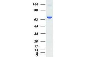 Western Blotting (WB) image for Protein Kinase, CGMP-Dependent, Type I (PRKG1) (Transcript Variant 2) protein (Myc-DYKDDDDK Tag) (ABIN2713946)