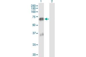 Western Blot analysis of TGM4 expression in transfected 293T cell line by TGM4 MaxPab polyclonal antibody.