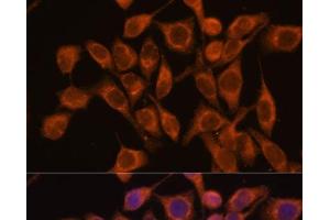Immunofluorescence analysis of HeLa cells using UBQLNL Polyclonal Antibody at dilution of 1:100. (UBQLNL Antikörper)