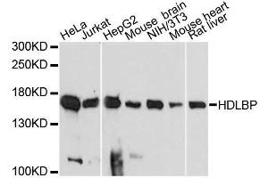 Western blot analysis of extracts of various cell lines, using HDLBP antibody. (HDLBP Antikörper  (AA 1035-1268))
