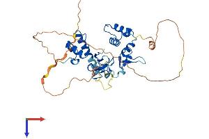 RFFL Protein (AA 1-363) (His tag)